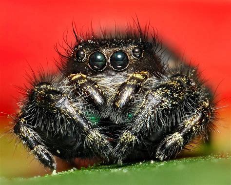 Flickriver: Photoset 'Phidippus Audax ' by VonShawn