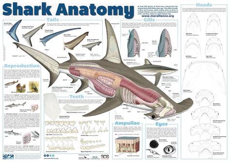 shark anatomy | Oceanography marine biology, Shark facts, Marine biology