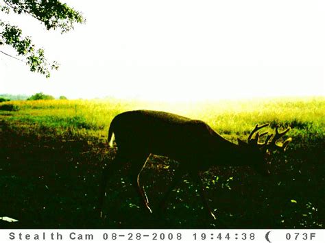 Ohio Trail Cam Pics!!! | Archery Talk Forum