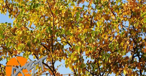 The Mopane tree and its importance #BotanyFriday