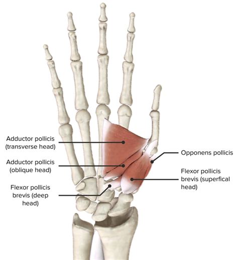 Flexor Pollicis Brevis Origin And Insertion