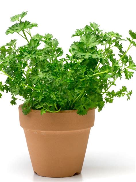 Indoor Herb Gardening: Information For Growing And Caring For Parsley Herbs