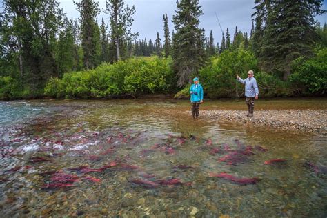 Anchorage Fly Fishing Day Trip | Guided Salmon or Trout Fishing