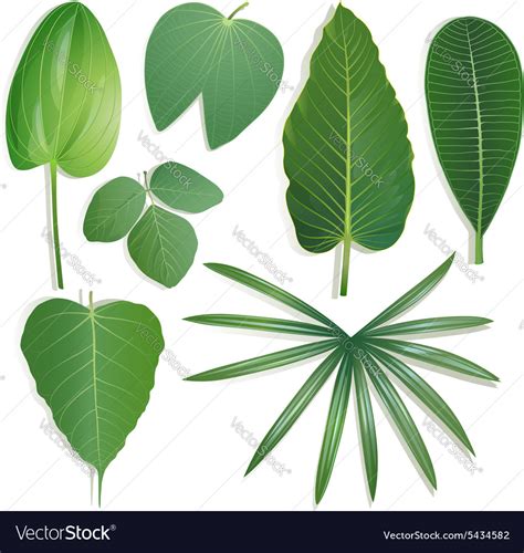 Different shape of leaves set 2 Royalty Free Vector Image