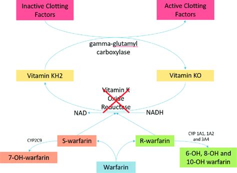 Warfarin Mechanism Of Action Animation