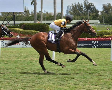 How to bet the Saturday turf stakes at Belmont Park | TwinSpires