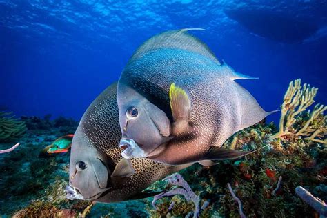 Introducir 69+ imagen cozumel dive school - Abzlocal.mx