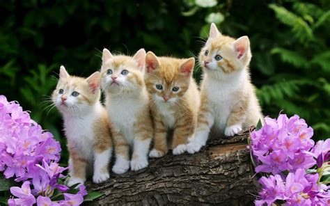 Cute Baby Animal Wallpapers (64+ pictures) - WallpaperSet