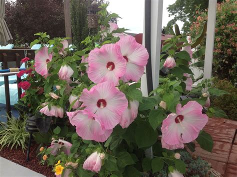 hardy hibiscus hardy hibiscus plants hibiscus