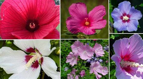 hardy hibiscus care and growing guide