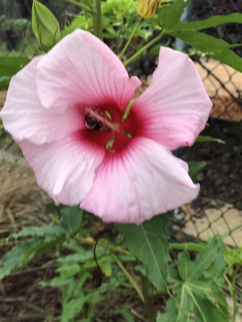 hardy hibiscus hardy hibiscus plants hibiscus