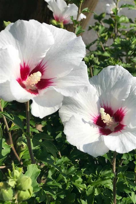 how to grow hardy hibiscus gardener s path