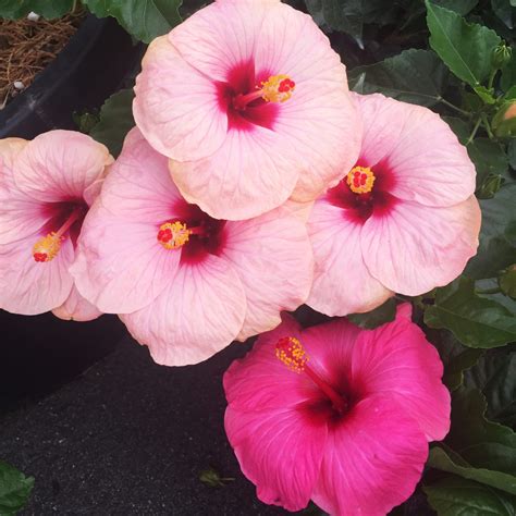 hardy hibiscus ruibals