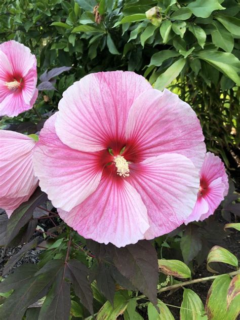 dinner plate hibiscus a hardy perennial with giant flowers hibiscus