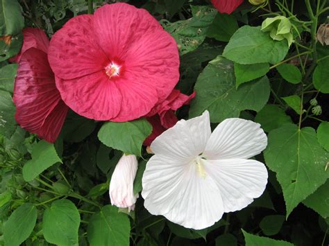 a j rahn greenhouses hardy hibiscus