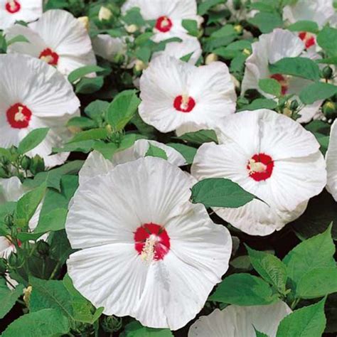 hardy hibiscus ruibals