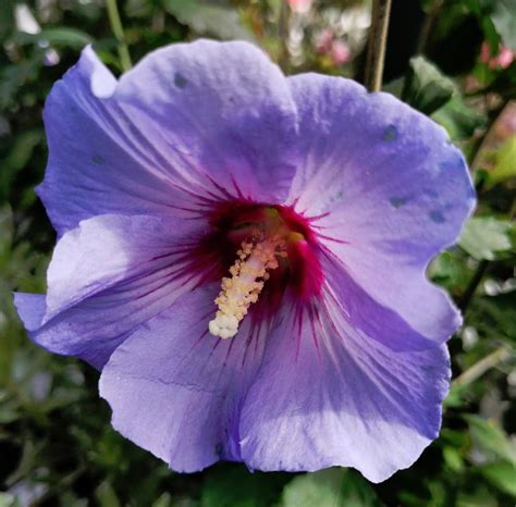 blue wheel purple hardy hibiscus rose of sharon hibiscus syriacus 15