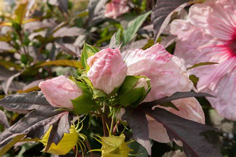 hardy hibiscus plant care and growing guide