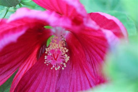 hardy hibiscus hardy hibiscus hibiscus plants