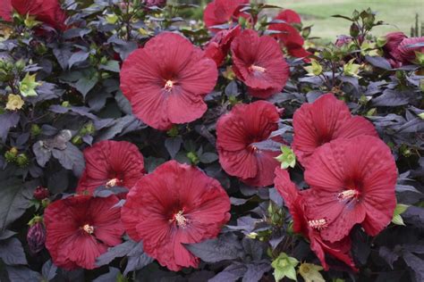 perennial of the month hardy hibiscus bru mar gardens