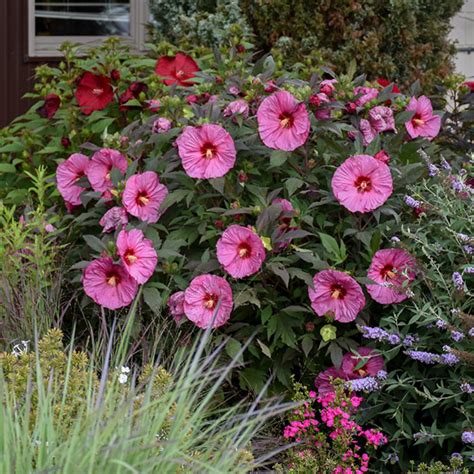 hardy hibiscus add a tropical touch to the garden year after year