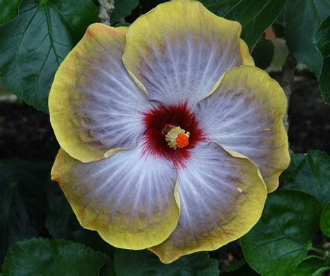 hardy hibiscus for your summer garden