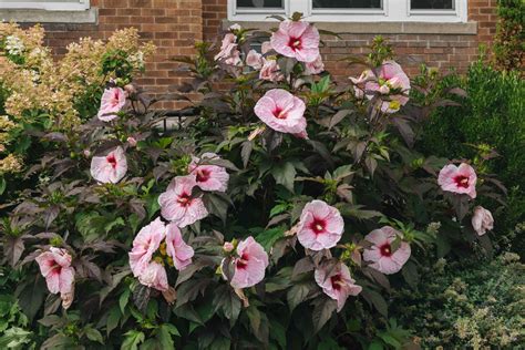 hardy hibiscus plant care and growing guide