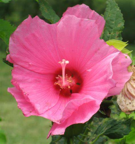 my hybrid hardy hibiscus hardy hibiscus hibiscus flowers