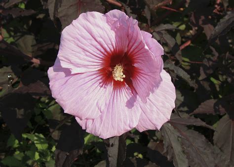 hardy hibiscus brings unique traits to gardens mississippi state