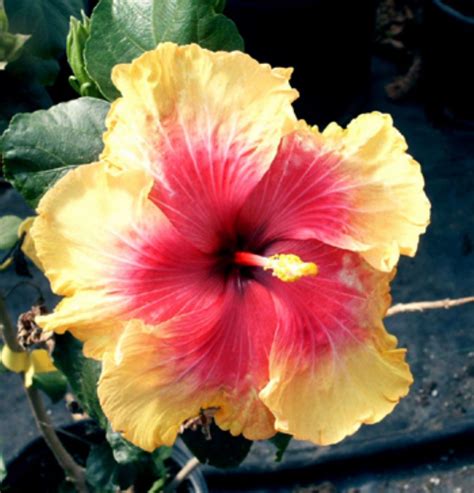 14 different types of hibiscus 2 is my favorite