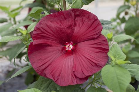 hardy hibiscus pictures national garden bureau