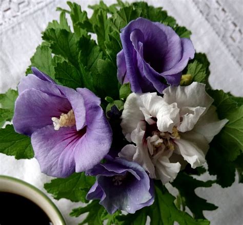 blue wheel purple hardy hibiscus rose of sharon hibiscus syriacus 15