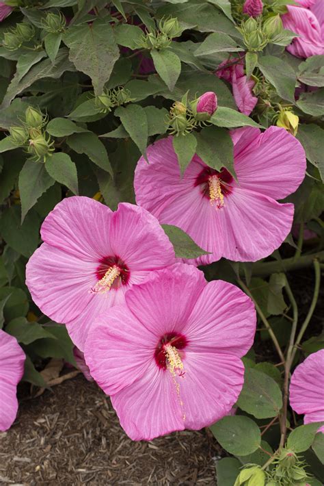 hardy hibiscus pictures national garden bureau