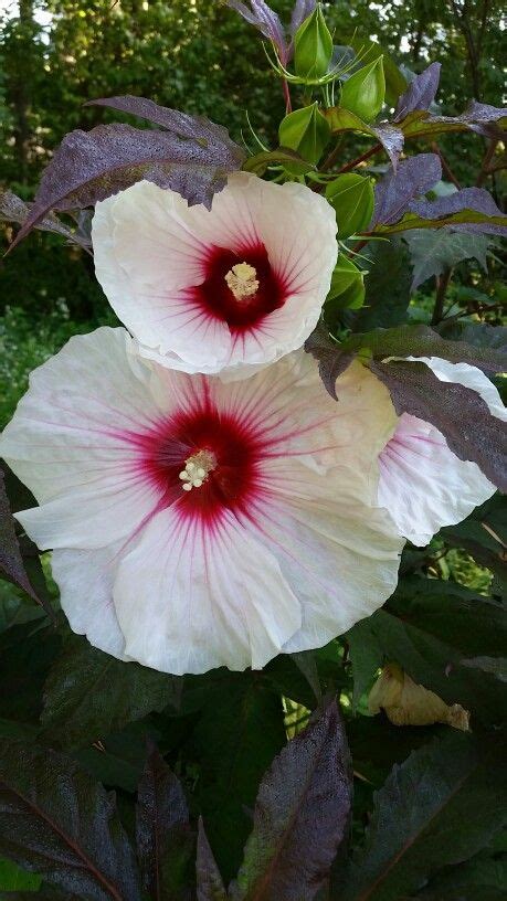 minnesota hardy hibiscus