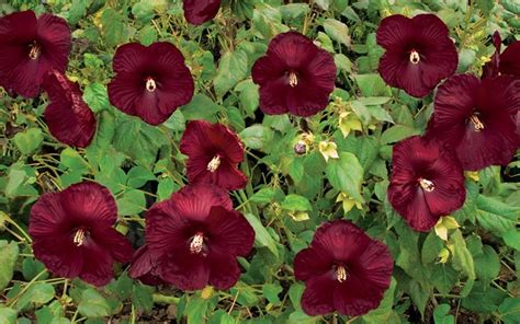 buy hearthrob hardy hibiscus 1 gallon perennials for summer color