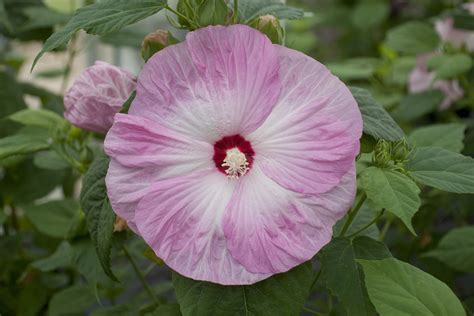 hardy hibiscus pictures national garden bureau