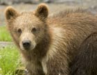 brown bear cub