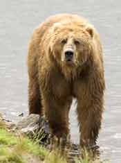 brown bear near water for fish