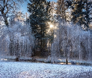 Ośnieżone, Rzeczka, Promienie Słońca, Drzewa, Zima