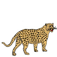 cheetah