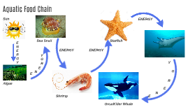 Aquatic Food Chain by Kayla Jung on Prezi