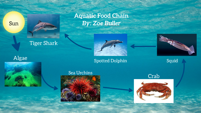 Aquatic Food Chain by Zoe Buller on Prezi