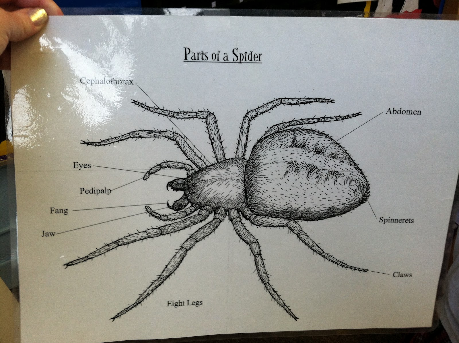 Spider Parts Diagram