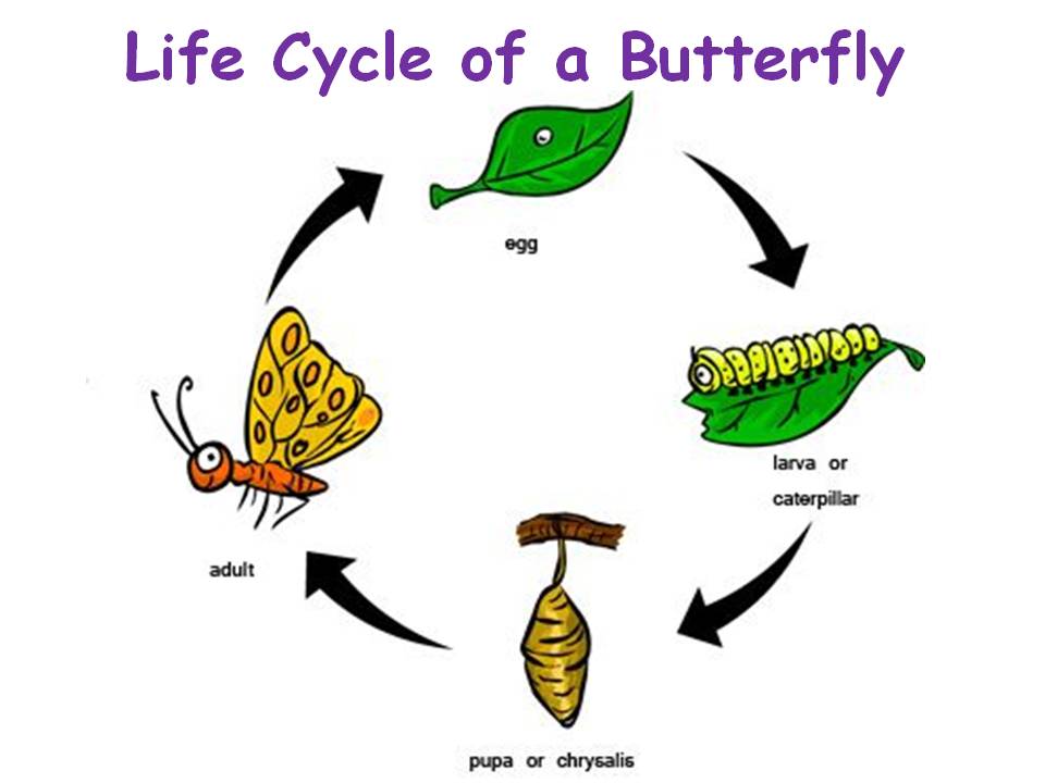 P2A Class Blog: A Butterfly Is Born Vocabulary Slides