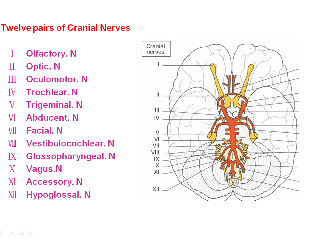 Diagram Of All Cranial Nerves