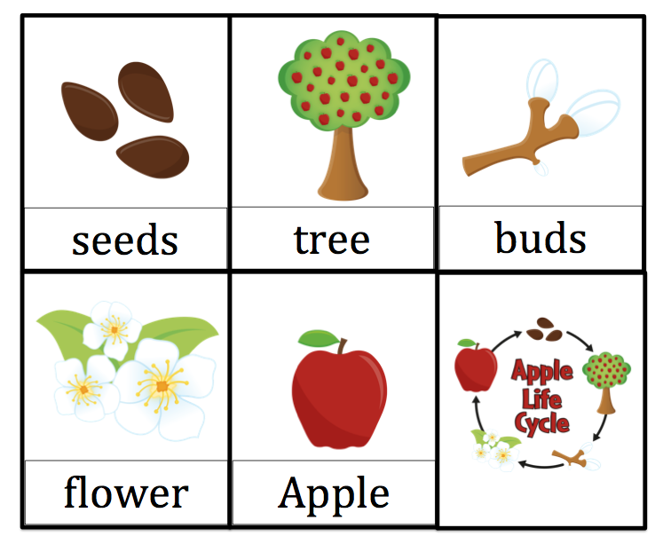 Printable Life Cycle Of An Apple - Printable Word Searches