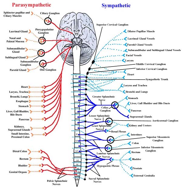 Nervous system of animals, central and peripheral nervous system of ...