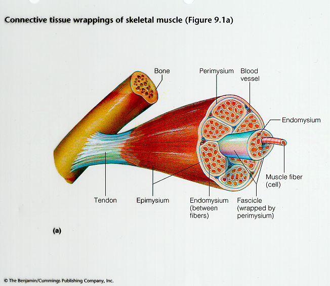 Anatomy And Physiology Skeletal Muscle Tissue 31410 | The Best Porn Website