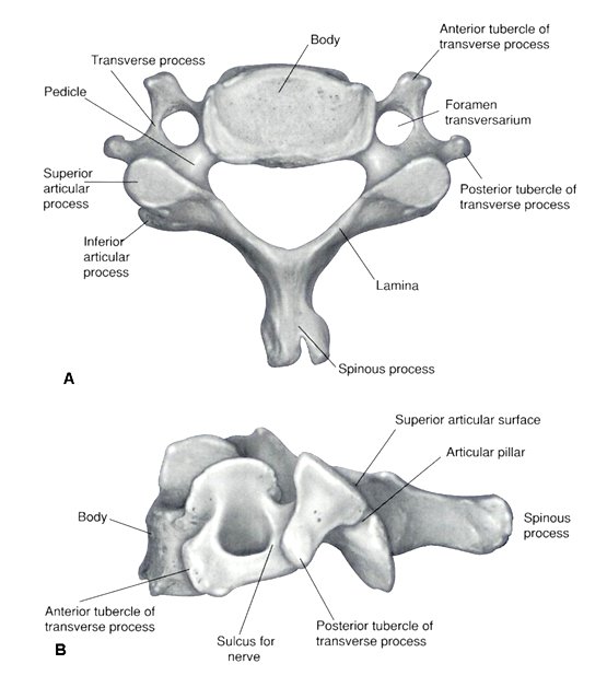 Cervical Spine - Neuroradiology