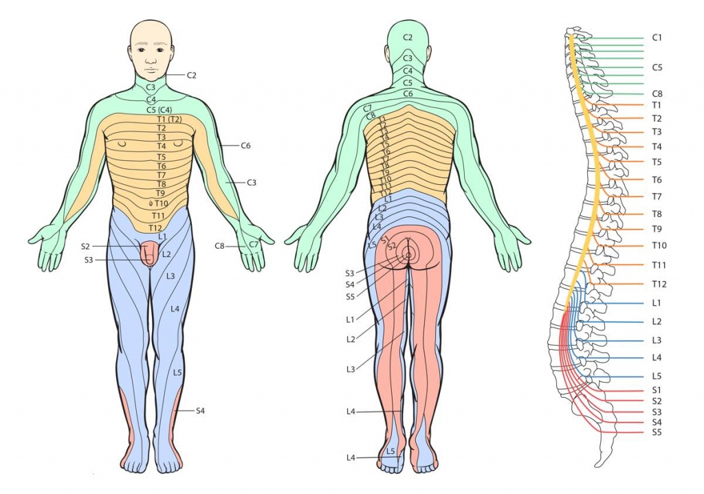 Printable Dermatome Map - Printable Maps